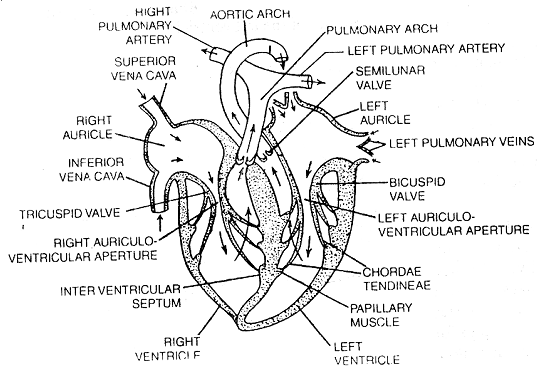 Mechanism of circulatory system, Biology